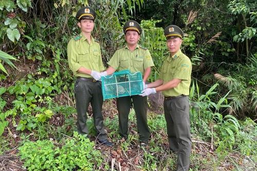 Hàng loạt cá thể động vật quý hiếm được giao nộp thả về tự nhiên