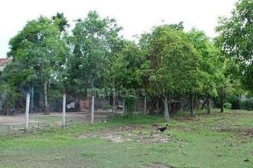 Chuyển đất trồng cây thành đất ở có tính hạn mức?