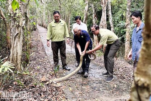 Phóng thả trăn đất về với môi trường tự nhiên