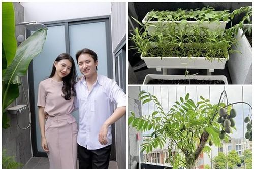 'Mỏi mắt' ngắm vườn rau xanh mướt trong nhà Phan Mạnh Quỳnh