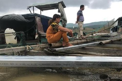 Hơn 25 tấn cá lăng chết trắng lòng hồ thủy điện