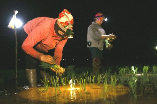 Nắng nóng, nông dân vùng cao 'đội đèn' cấy lúa