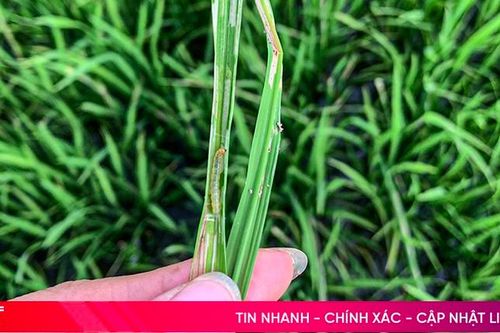 Đề phòng sâu cuốn lá nhỏ hại lúa hè thu ở Hà Tĩnh