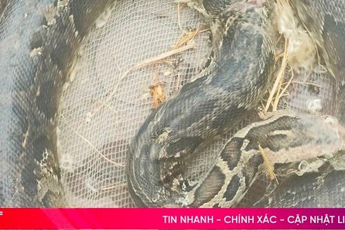 Trăn đất nặng 12kg được bàn giao về Vườn Quốc gia Vũ Quang