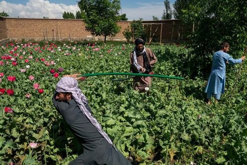 Biến đổi khí hậu gây khó khăn cho nỗ lực loại bỏ cây thuốc phiện tại Afghanistan