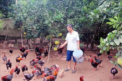 Khó khăn trong phát triển chăn nuôi đặc sản gà Móng