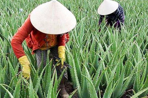 Cây dại trồng 6 tháng là thu hoạch, nông dân kiếm tiền tỷ mỗi năm
