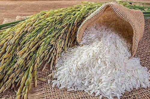Philippines chính thức giảm thuế nhập khẩu gạo xuống còn 15%