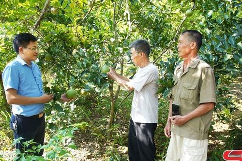 Tập trung lãnh đạo nhân dân phát triển kinh tế