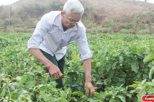 Chủ động biện pháp sản xuất rau xanh trong mùa mưa
