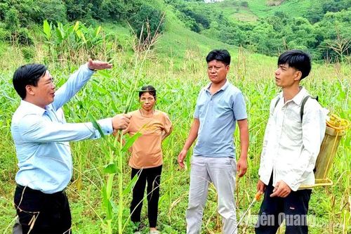 Na Hang tiếp tục tăng cường xử lý châu chấu tre lưng vàng gây hại