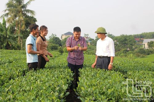 Phúc Trìu nâng cao giá trị cây chè