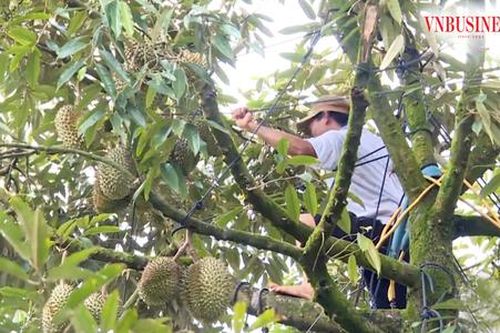 Thắng lớn từ trồng sầu riêng, một vùng đất ở Lâm Đồng 'cứ ra ngõ là gặp tỷ phú'