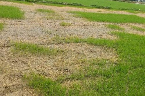Điều tra nguyên nhân thửa ruộng của bà cụ 70 tuổi 'chết cháy' bất thường
