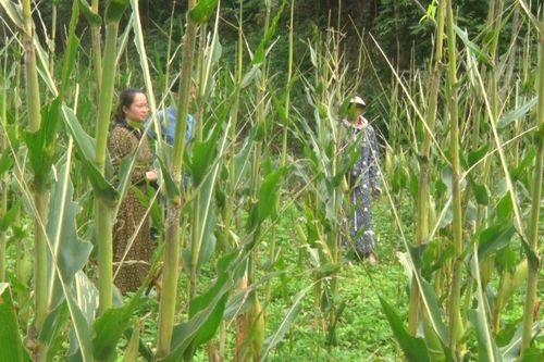 Hòa An tập trung phòng trừ châu chấu tre gây hại cây trồng