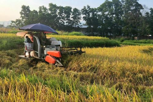 Toàn tỉnh sản lượng lương thực có hạt vụ đông - xuân ước đạt 123.865 tấn