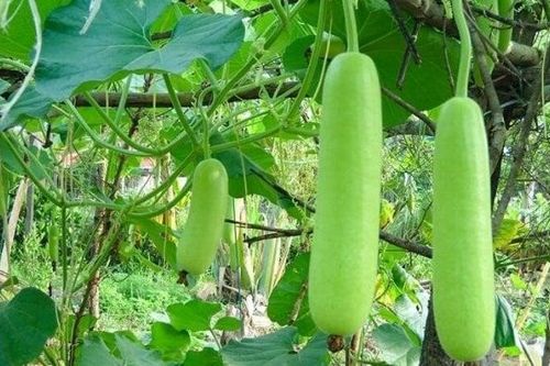 Thường xuyên ăn quả bầu có tác dụng gì?