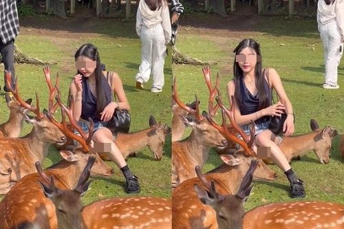 Bức ảnh chụp cùng nai gây tranh cãi tại Nhật Bản