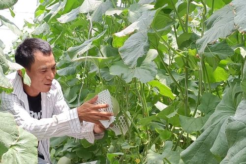 Nông nghiệp công nghệ cao phủ xanh vùng đất 'gió như phang, nắng như rang'