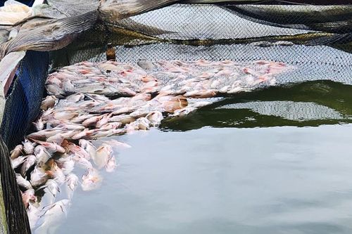 Cá chết la liệt trong hàng chục lồng nuôi ở Lâm Đồng