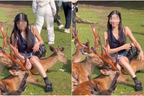 Cô gái bị chỉ trích vì mặc váy ngắn ngồi lên lưng hươu để chụp ảnh