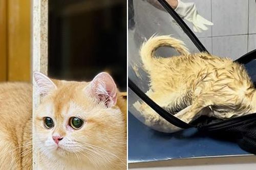 Mèo cưng 80 triệu bị chết ngạt trong cốp xe, tài xế bị tố có hành xử gây phẫn nộ