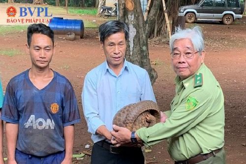 Đang cạo mủ cao su, công nhân bắt được cá thể tê tê quý hiếm