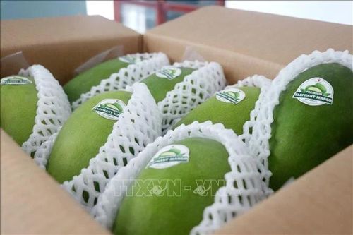 Để quả xoài Cần Thơ vươn xa chinh phục thị trường quốc tế