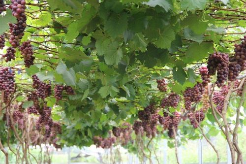 Học lỏm bí quyết khi đi XKLĐ, anh nông dân trồng loại quả thu nhập khủng