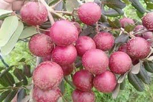 Giá nông sản 25/6: Cà phê trong nước đồng loạt tăng, nhãn xuồng tím hút khách