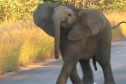 Clip: Voi con biểu diễn tiết mục nhảy múa 'cực sung' dành tặng du khách