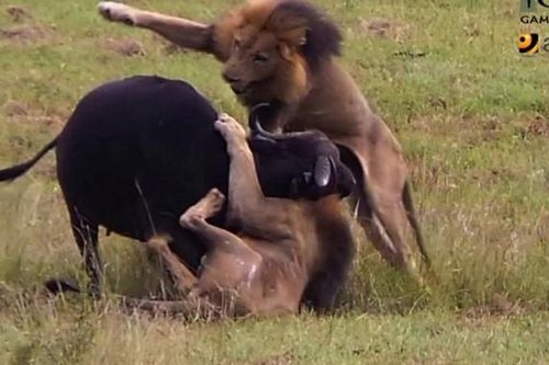 Clip: Một khi ra tay, những vị Vua của đàn sư tử cho thấy kỹ năng săn mồi cực 'đỉnh'