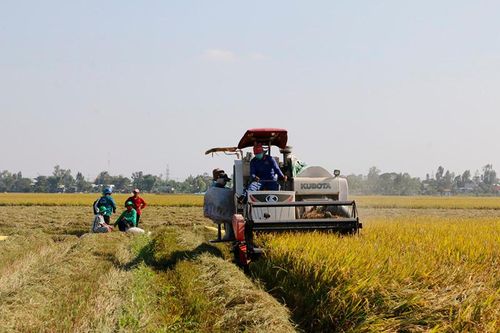 Nông dân Đồng Tháp tiên phong sản xuất nông nghiệp theo hướng hữu cơ