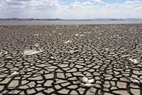 155 người tử vong do sóng nhiệt cực đoan ở Mexico trong 3 tháng qua