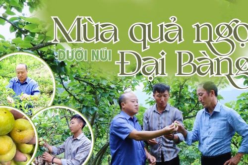 Mùa quả ngọt dưới núi Đại Bàng