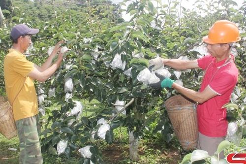 Xây dựng sản phẩm OCOP lê Tai Nung