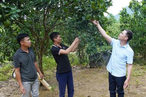 Phù Yên tập trung ổn định đời sống nhân dân tái định cư