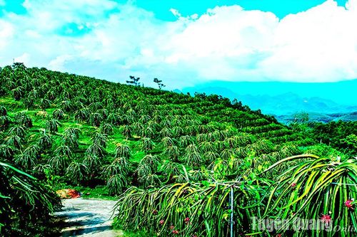 Mùa thanh long chín đỏ ở Minh Phú
