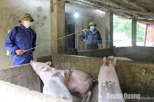 Triển khai đồng bộ, quyết liệt, có hiệu quả các giải pháp phòng, chống dịch bệnh gia súc, gia cầm