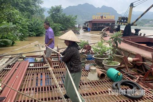 Lũ lớn làm thiệt hại 12 lồng bè nuôi của người dân trên sông Lô