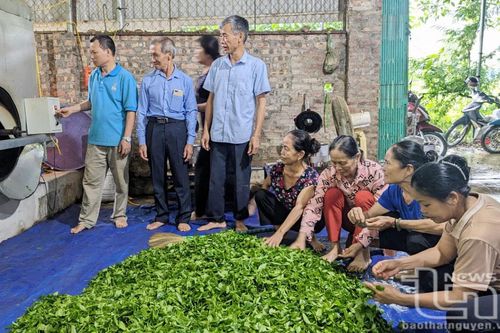Thay đổi nhận thức, kỹ thuật canh tác chè