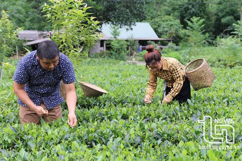 Phú Lương: Sản lượng chè búp tươi đạt trên 21,1 nghìn tấn