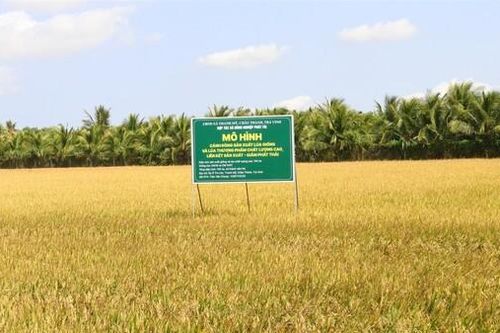 Trà Vinh: Thực hiện Đề án một triệu ha chuyên canh lúa phát thải thấp gắn với tăng trưởng xanh