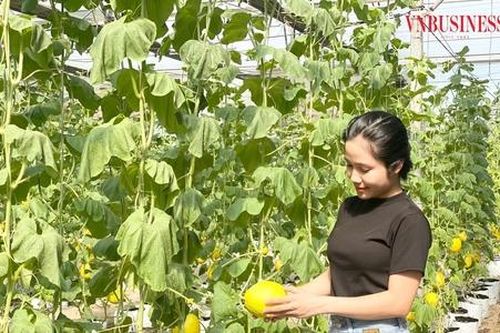 Hiệu quả cao nhờ ứng dụng công nghệ cao vào mô hình trồng dưa vàng trong nhà màng