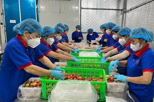 Làm gì để nâng cao hiệu quả xúc tiến thương mại cho HTX?