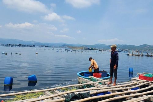 Ngân hàng hỗ trợ khách hàng nuôi tôm bị thiệt hại ở Phú Yên