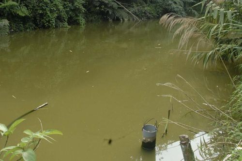 Nước thải từ trang trại Bạch Đằng đảm bảo tiêu chuẩn cho phép trước khi thải ra môi trường