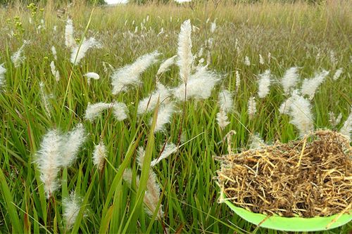 Loại cỏ dại là vị thuốc quý, trị nhiều bệnh