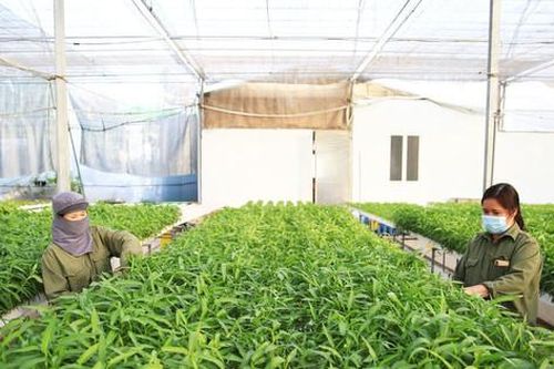 Xây dựng các chuỗi liên kết trồng trọt:Giảm khâu trung gian, gia tăng giá trị