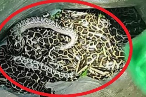 Thấy nhà có tiếng động lạ, người đàn ông kiểm tra thì kinh hãi với cảnh tượng trước mắt, vội gọi cứu hộ